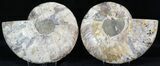 Cut & Polished Ammonite Fossil - Agatized #32516-1